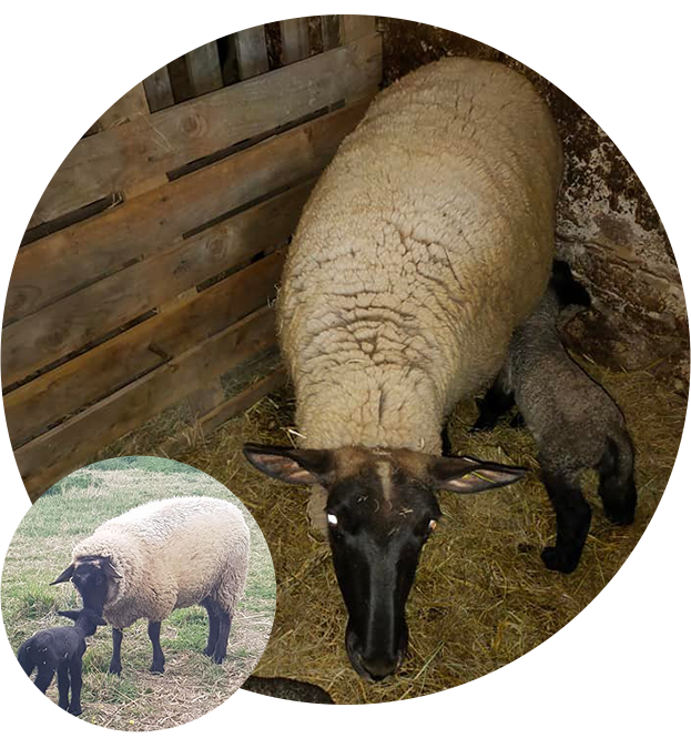 Ferme ovine à Moncoutant-sur-Sèvre dans les Deux-Sèvres (79)