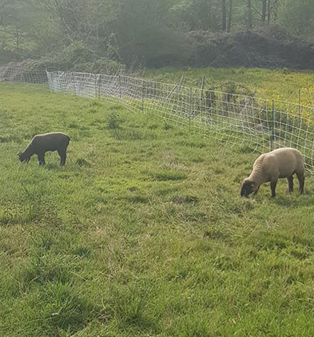 Vente de moutons et brebis à Moncoutant-sur-Sèvre dans les Deux-Sèvres (79)